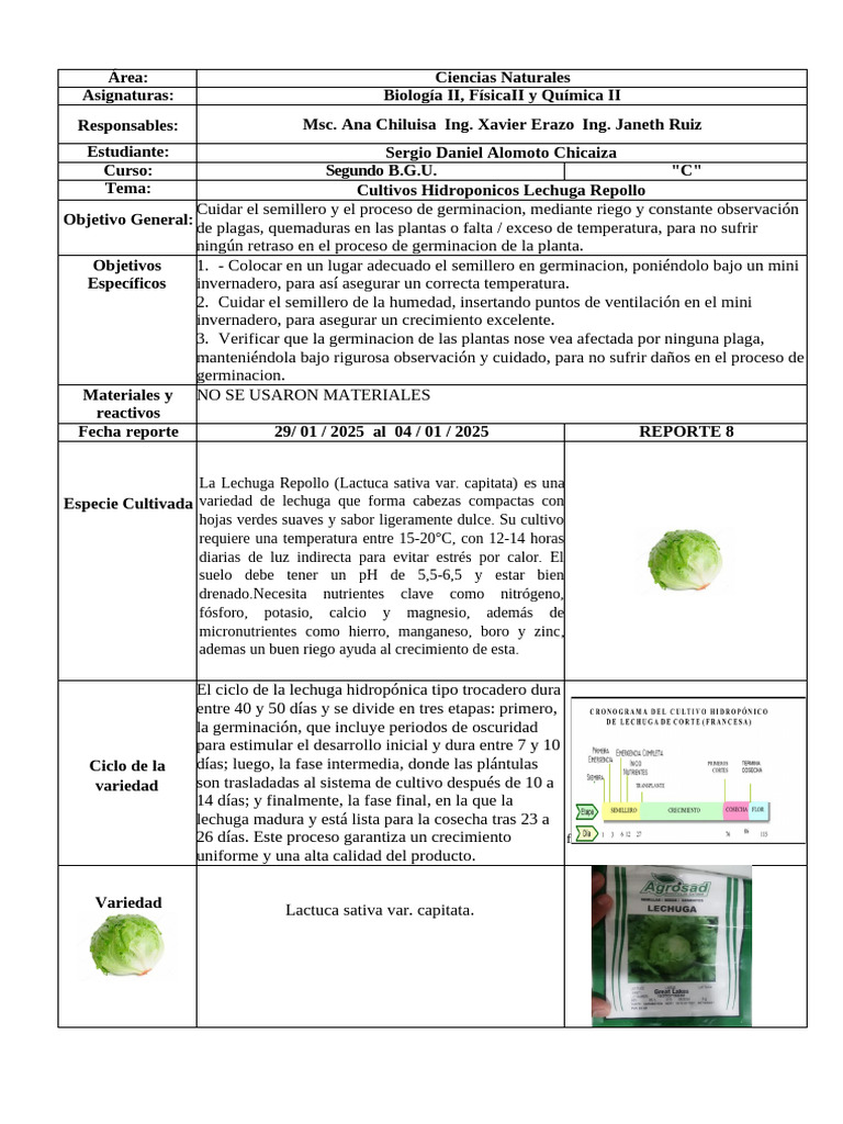 Cultivo Hidropónico de Lechuga Repollo | PDF | Lechuga | Germinación