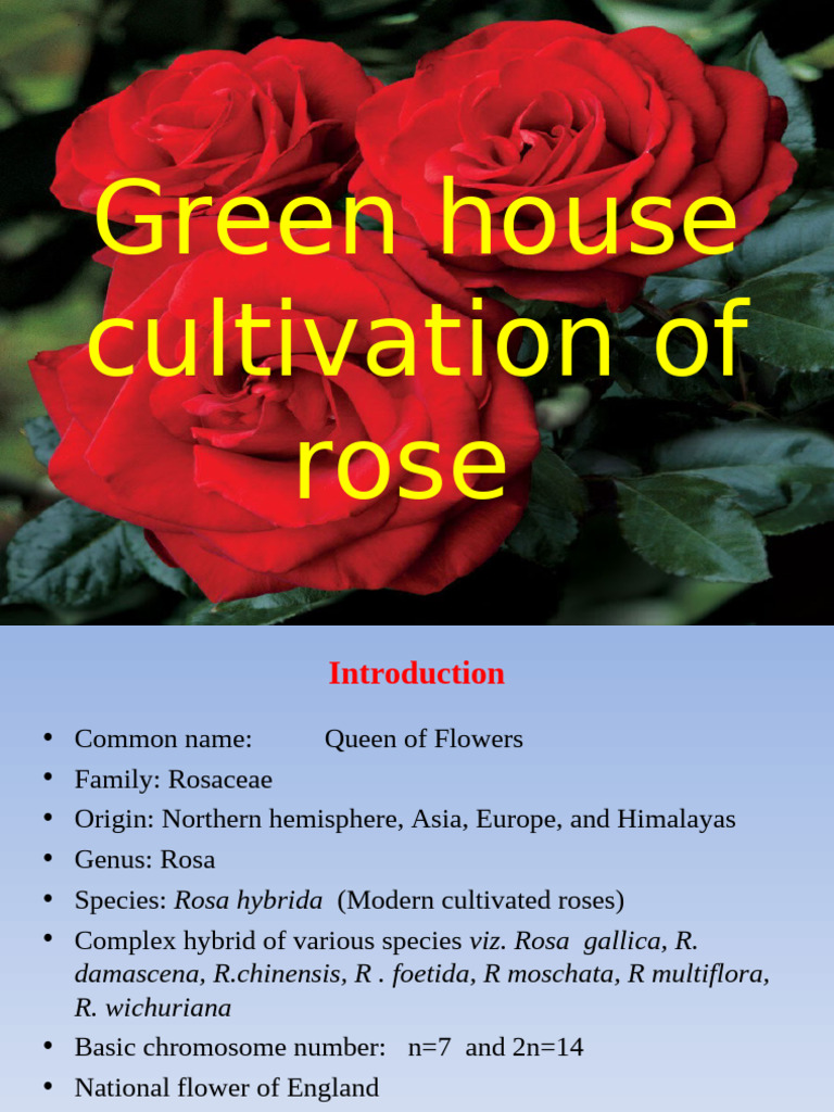 Greenhouse Rose Cultivation Guide | PDF | Rose | Horticulture