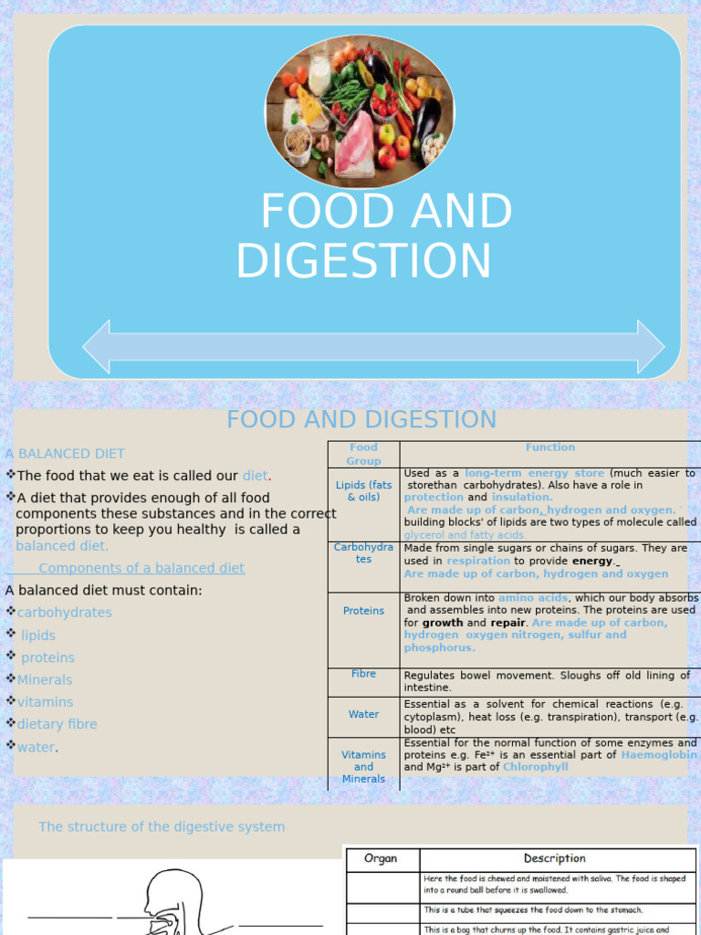 Understanding Food and Digestion | PDF | Digestion | Stomach