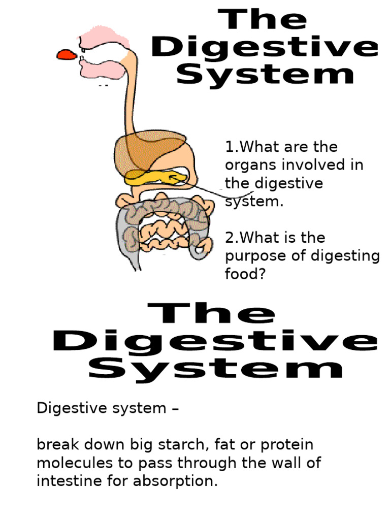 B1.2 Digestive System Edited | PDF | Digestion | Human Digestive System