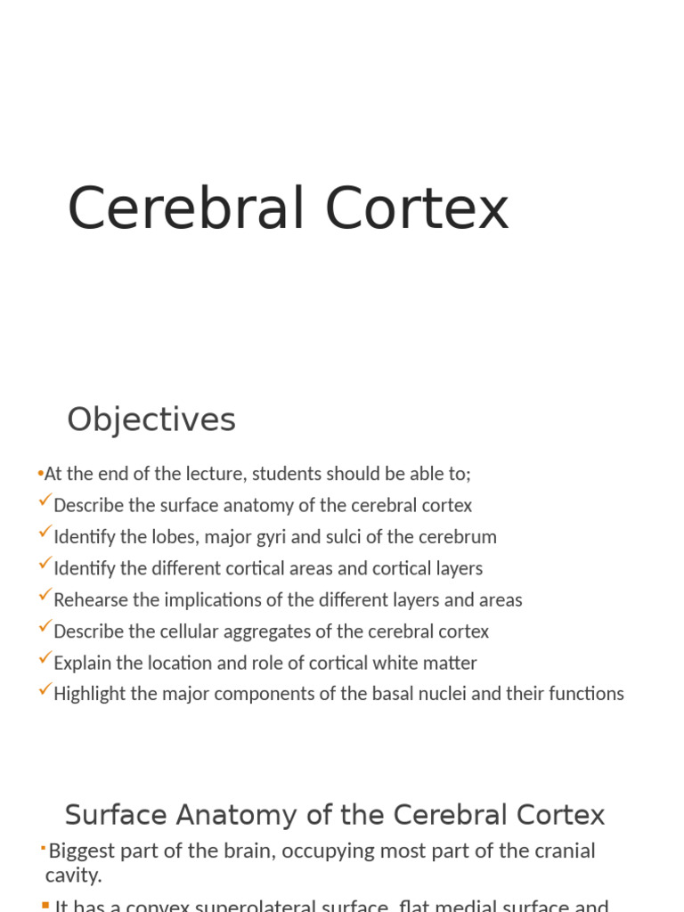Cerebral Cortex | PDF | Cerebral Cortex | Frontal Lobe