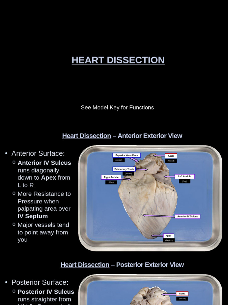 Heart Dissection Guide: Anatomy Overview | PDF | Heart Valve | Heart