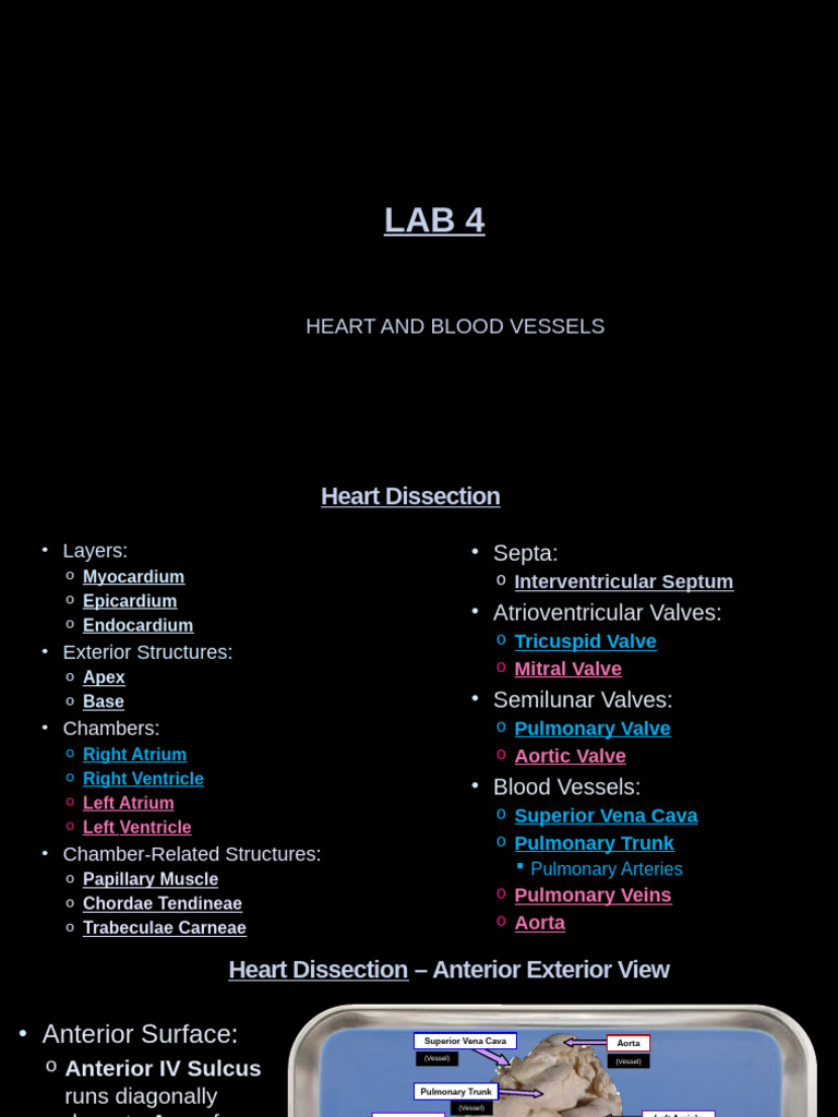 Lab 4 Heart Continued and Blood Vessels | PDF | Heart Valve | Diastole