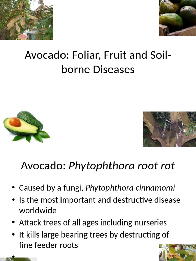 Avocado - Disease Slides | PDF | Root | Trees