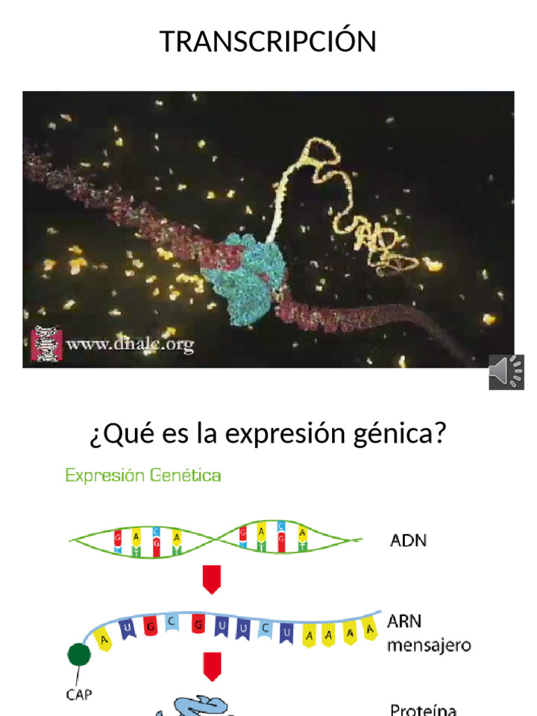 Transcripción Explicación Parte 1 | PDF
