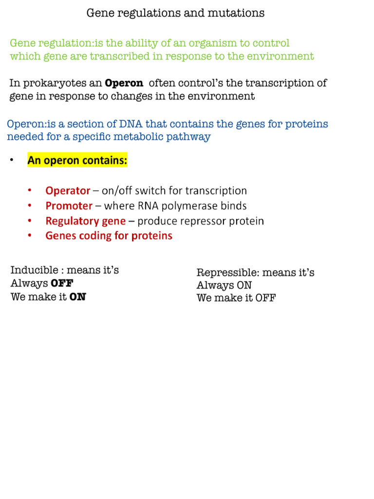 3-Gene Regulations and Mutations | PDF | Operon | Gene