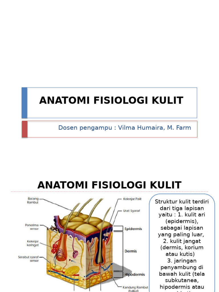 Pertemuan 2. Anatomi Fisiologi Kulit | PDF
