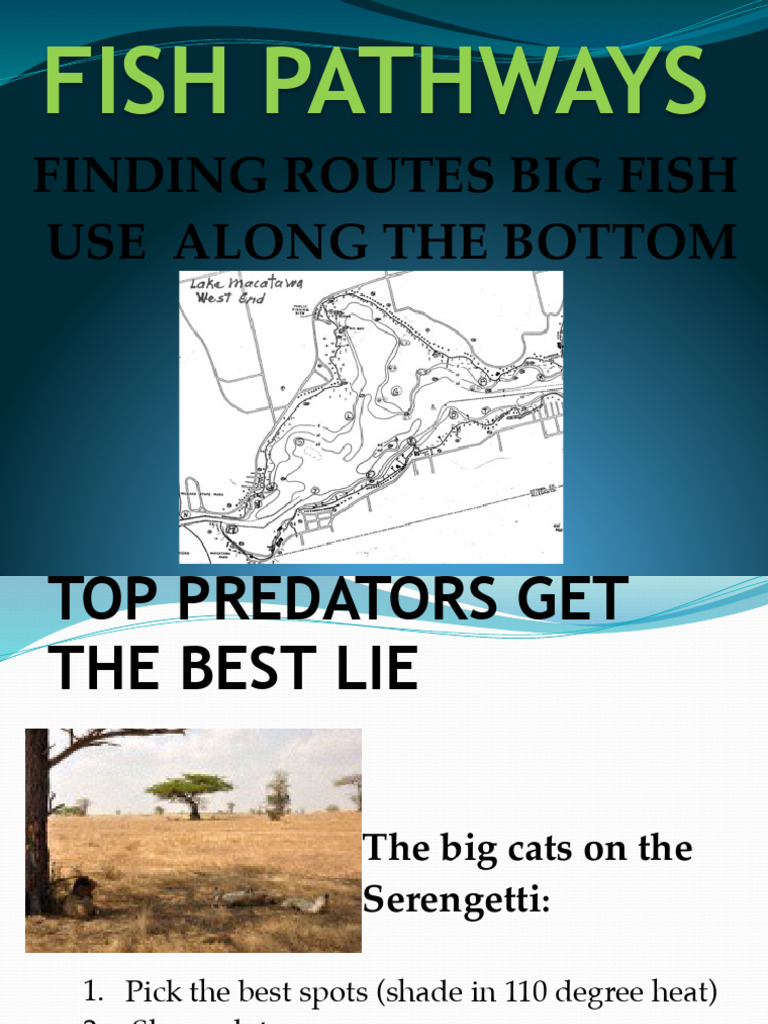 Fish Pathways: Finding Big Fish Routes | PDF | Predation | Zoology