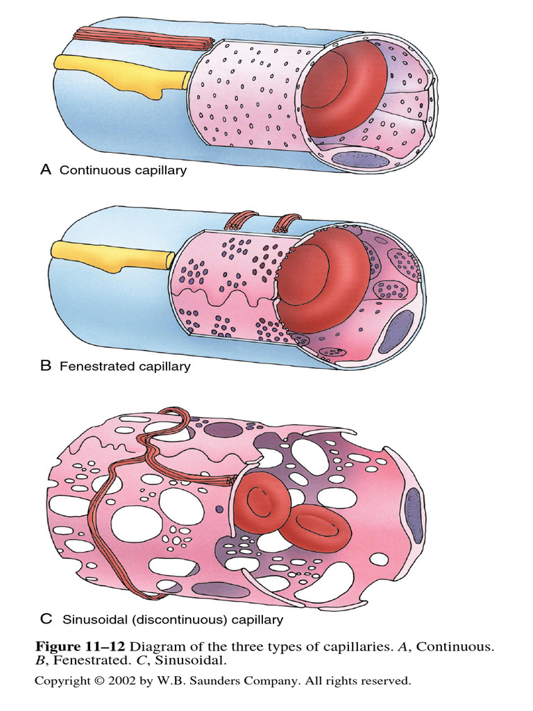 Types of Capillaries Diagram | PDF