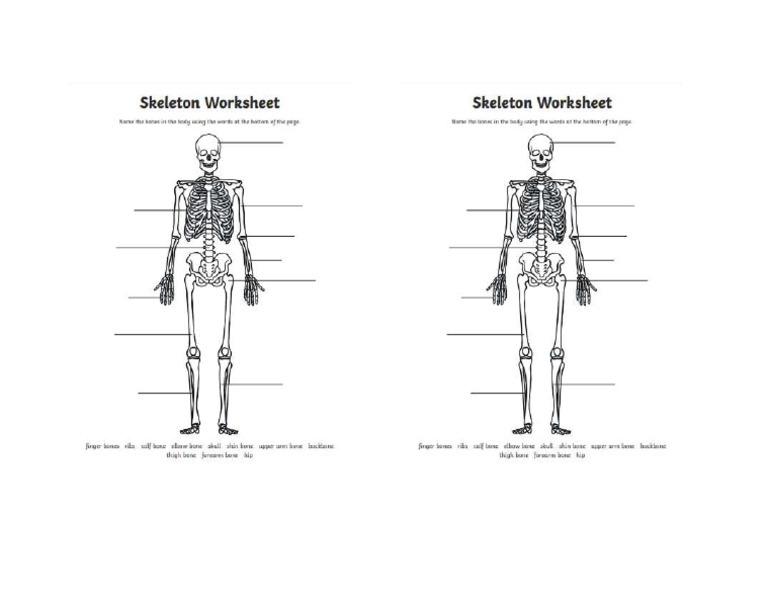Skeleton | PDF