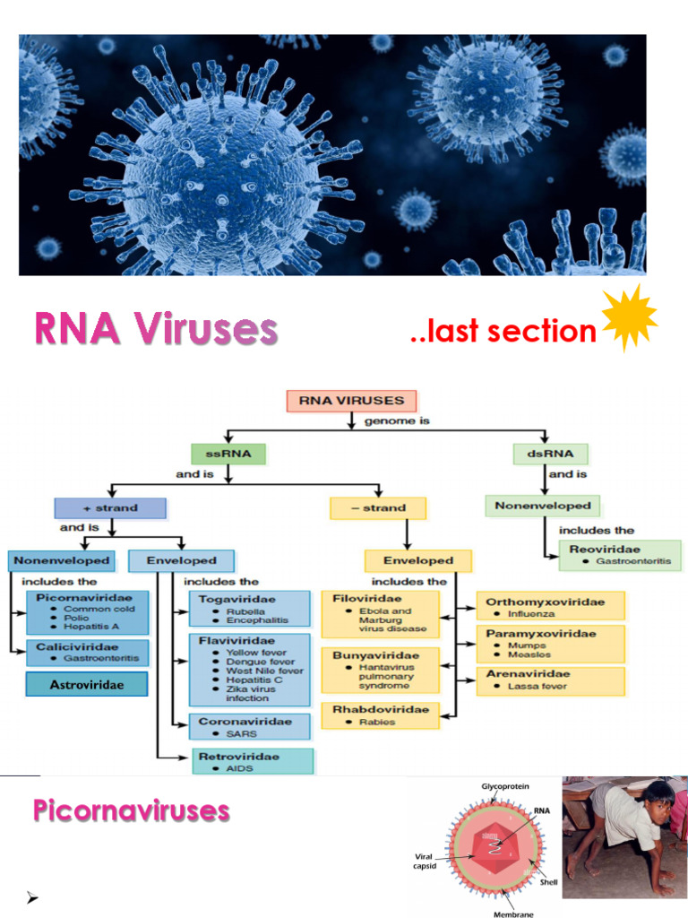 Section 8 RNA Viruses Parasitology Clinical 2nd Term 250416 131206 ...