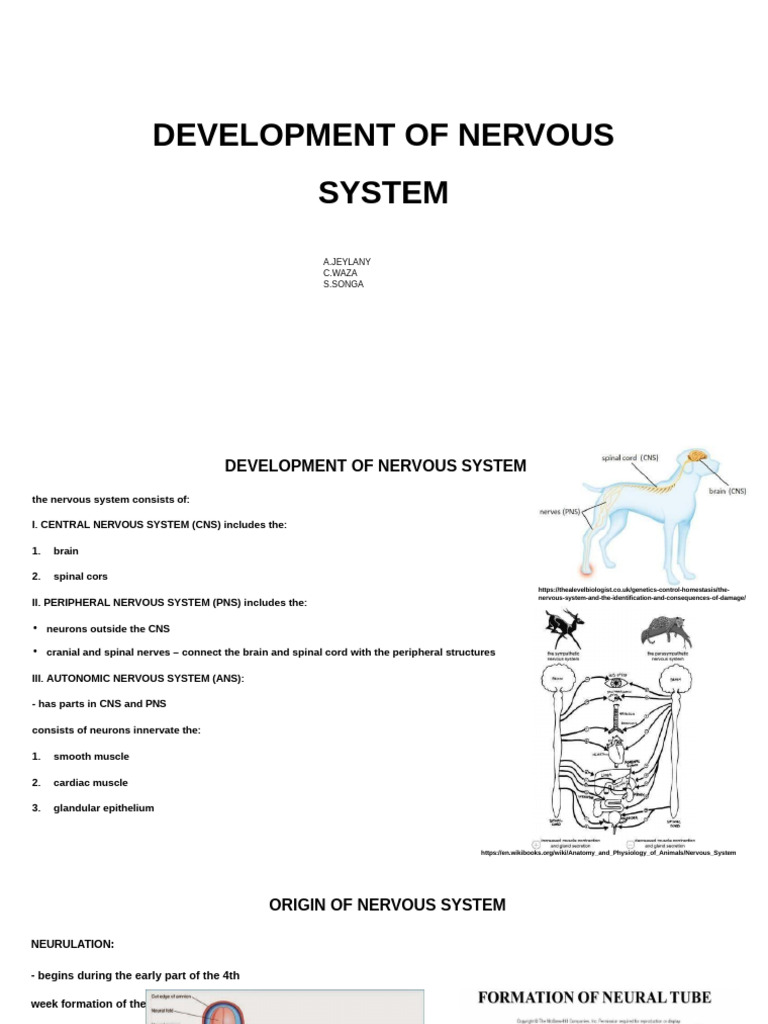 Development of Nervous System | PDF | Nervous System | Central Nervous ...
