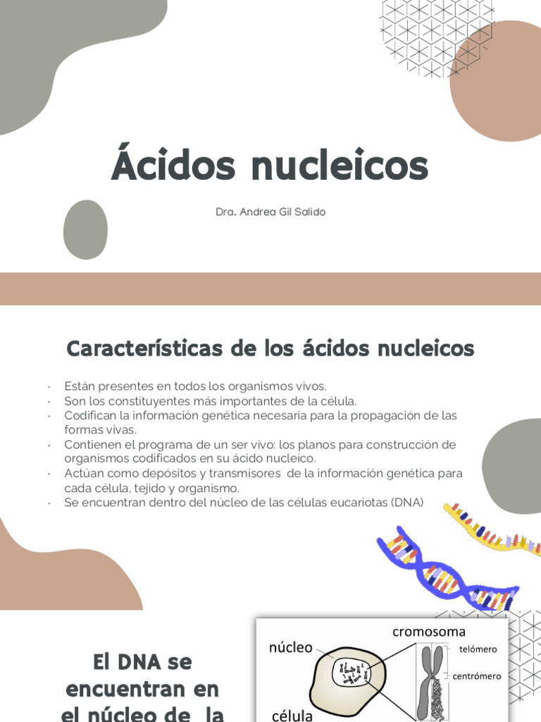 Acidos Nucleicos | PDF | Replicación De Adn | Rna