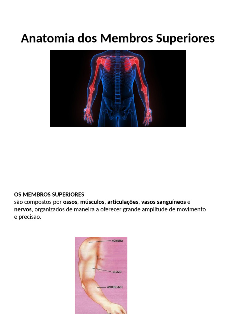 Anatomia e Funções dos Membros Superiores | PDF | Sistema Locomotor ...