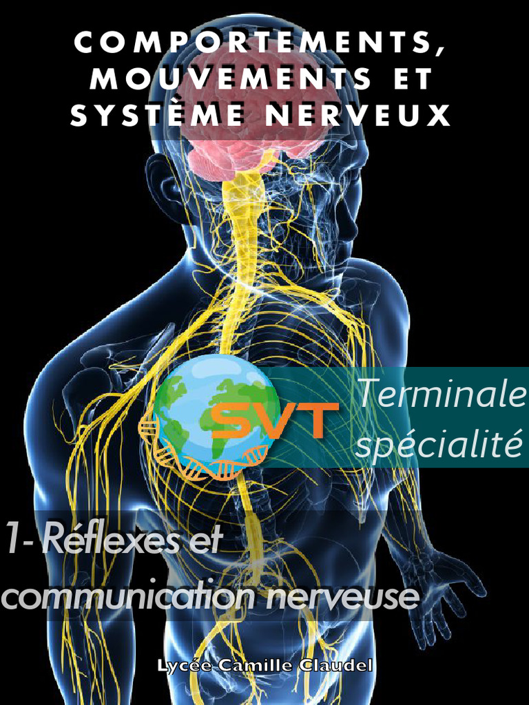 Reflexes Cours | PDF | Synapse | Axone