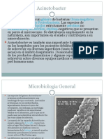 Acinetobacter