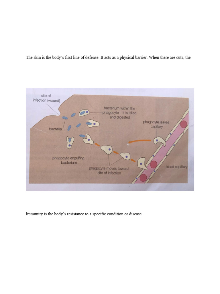 The Role of Blood in Defending The Body Against Disease | PDF | Immune ...