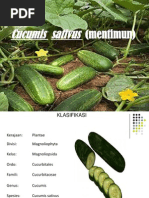 Download cucurbitaceae by Lina Watilubis SN86152391 doc pdf