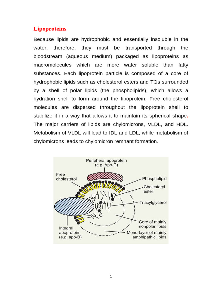 Lipoprotien | PDF | Lipoprotein | High Density Lipoprotein