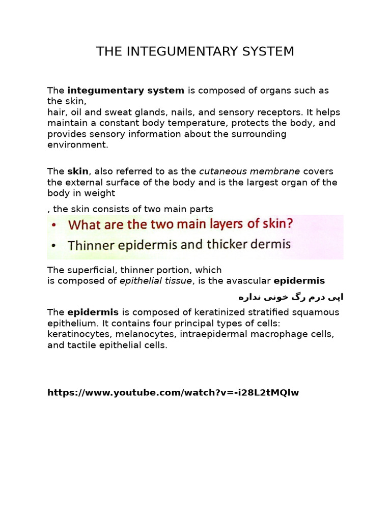 Overview of the Integumentary System | PDF | Skin | Epidermis