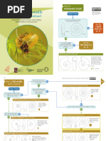 Land Snail Identification Guide | PDF | Molluscs