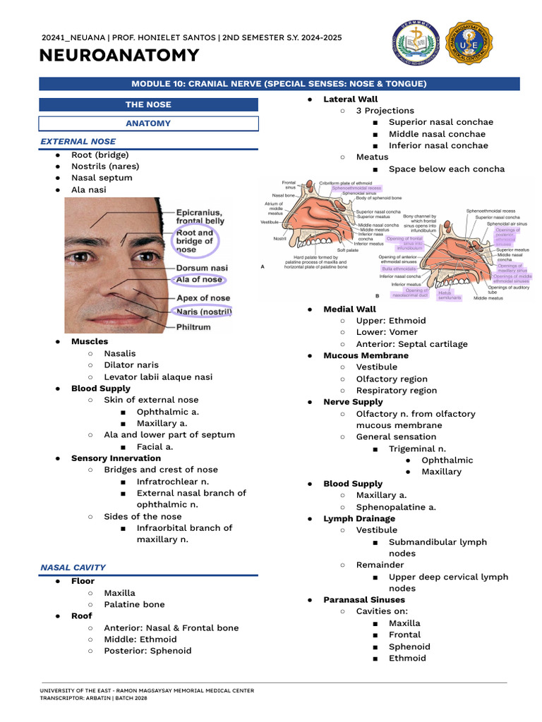 Neuroanatomy: Cranial Nerves Overview | PDF | Human Nose | Tongue