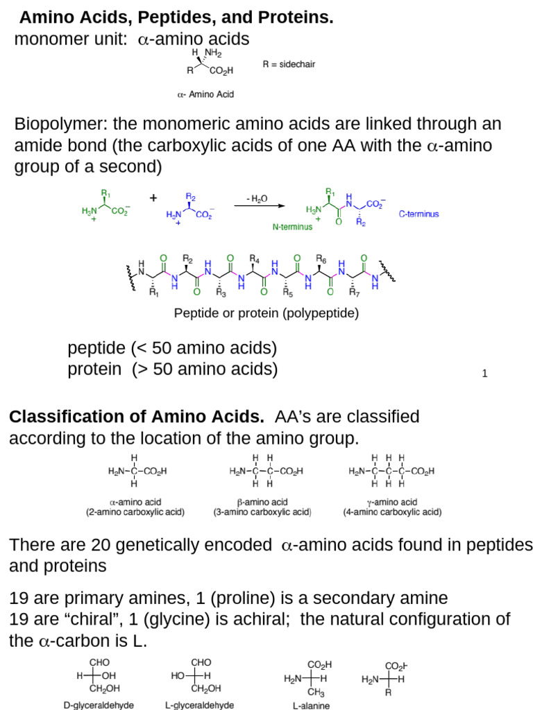 Amino Acids and Protein Structure Overview | PDF | Amino Acid | Proteolysis