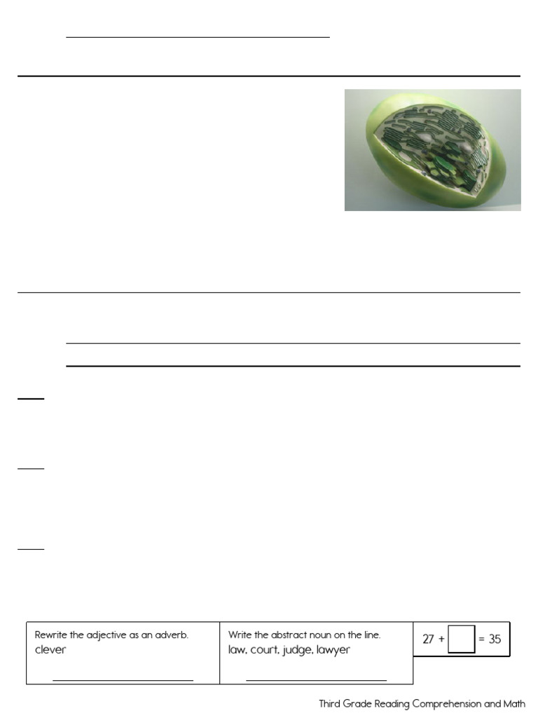3rd Grade Reading Comprehension Worksheets | PDF | Chloroplast | Plants