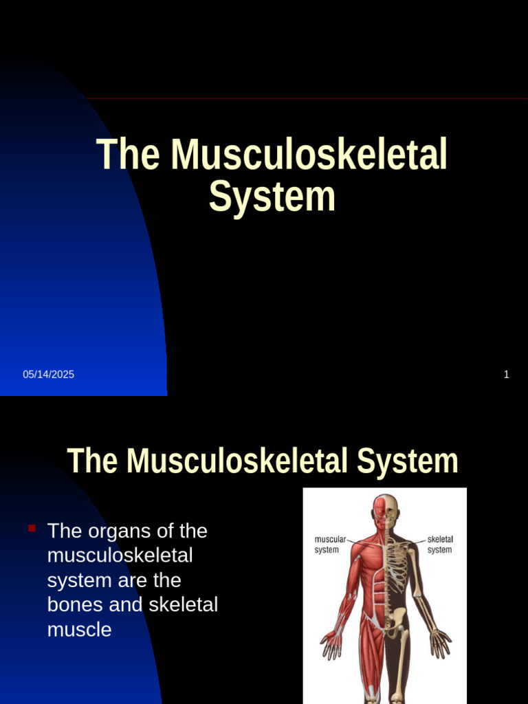 Musculoskeletal System | PDF | Muscle | Osteoporosis