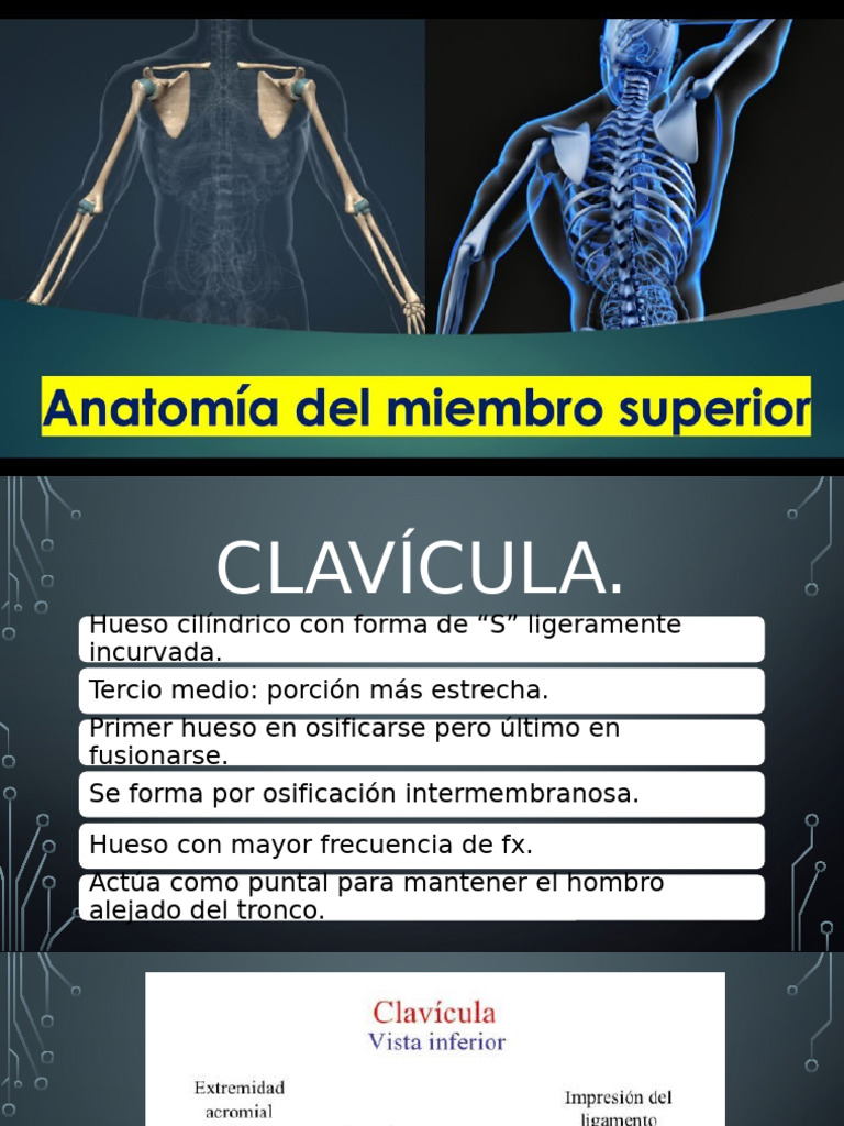 Copia de Miembro Superior | PDF