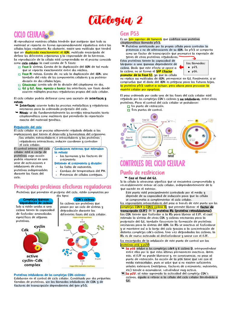 Ciclo Celular: Fases y Regulación del ADN | PDF | Ciclo celular | Mitosis