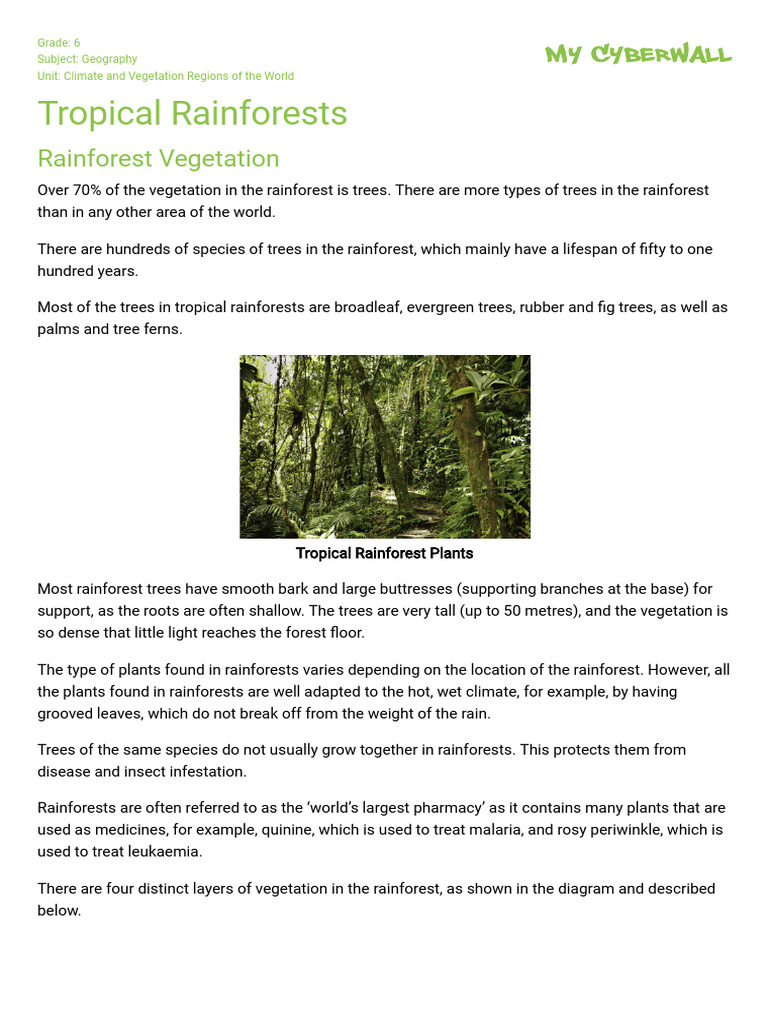 Tropical Rainforest Vegetation Overview | PDF