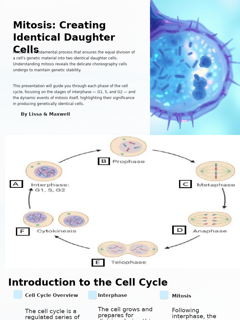 Mitosis: Phases of Cell Division Explained | PDF | Mitosis | Chromosome