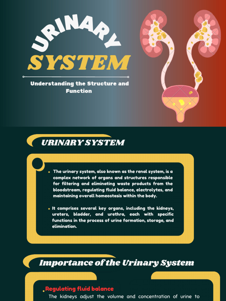 URINARY-SYSTEM 2.pdf - 20241202 - 080829 - 0000 | PDF | Urinary System ...