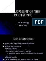 Development of The Root & PDL