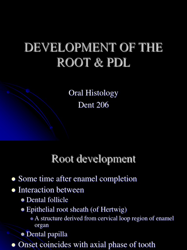 Development of The Root & PDL | PDF | Dentin | Tooth Enamel