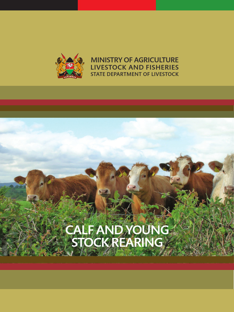 Calf and Young Stock Rearing | PDF | Weaning | Cattle