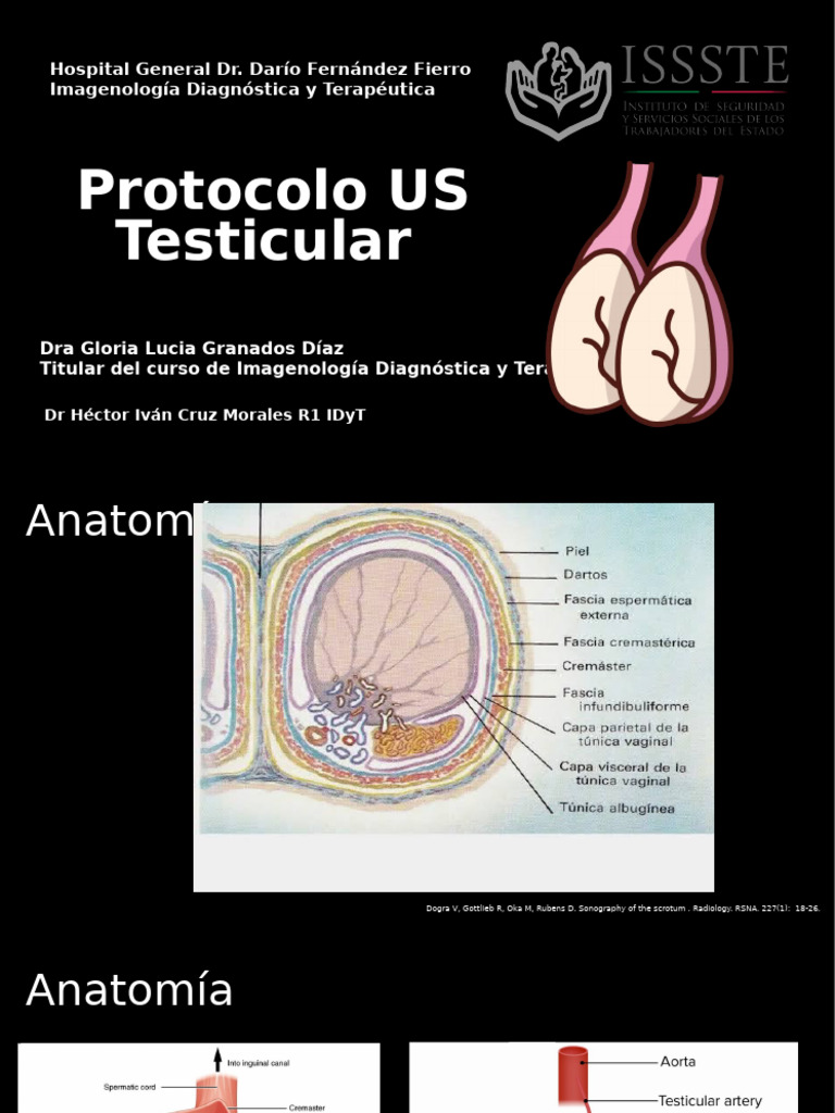 Protocolo de USG para Escroto y Testículos | PDF | Ultrasonido médico