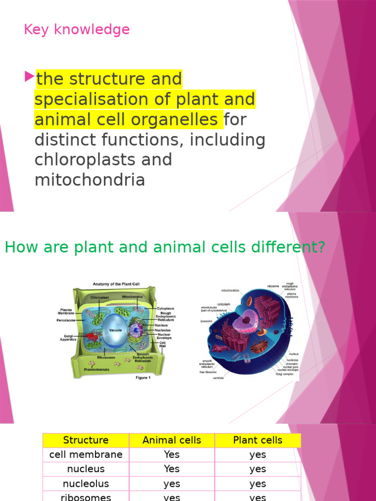 Plant vs Animal Cells: Structure & Functions | PDF | Cellular ...