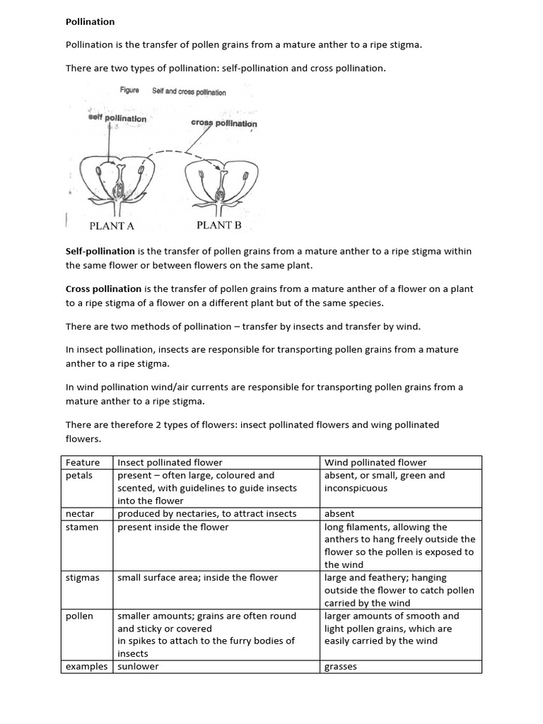 Understanding Pollination and Germination | PDF | Flowers | Pollination