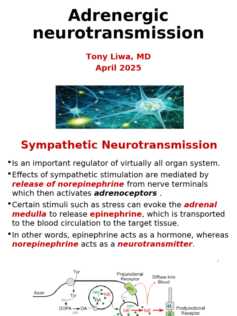 Adrenergic Neurotransmission | PDF | Norepinephrine | Vasodilation