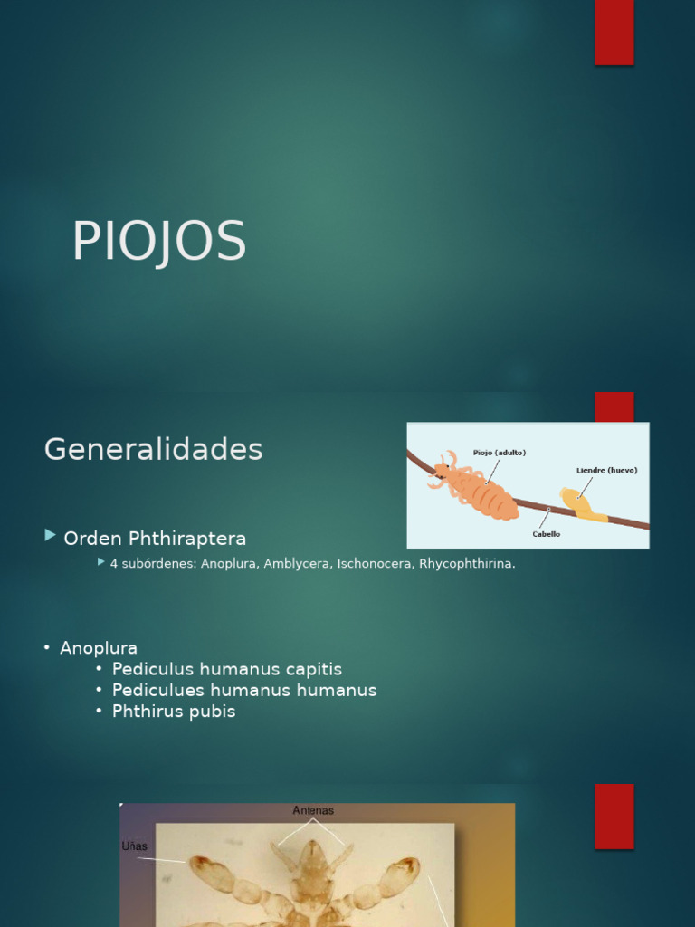piojos-pdf
