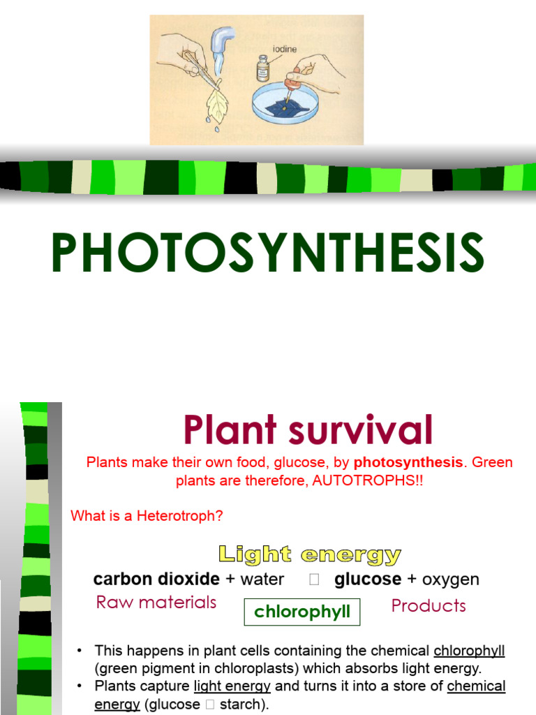 Understanding Photosynthesis Process | PDF | Photosynthesis | Chloroplast