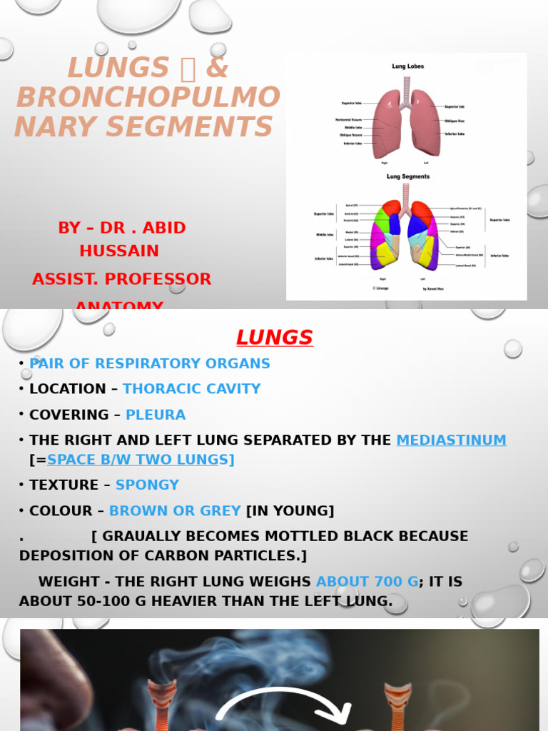 Lungs and Bronchopulmonary Segments | PDF | Lung | Respiratory System