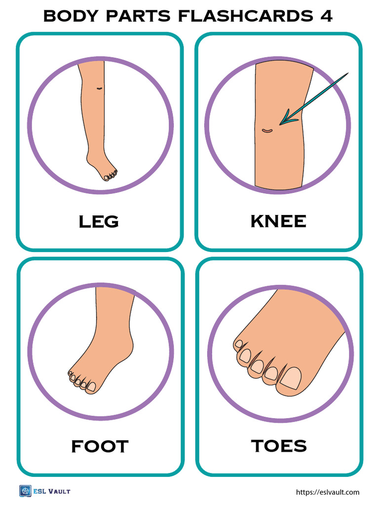 Body Parts Flashcards PDF 4 | PDF
