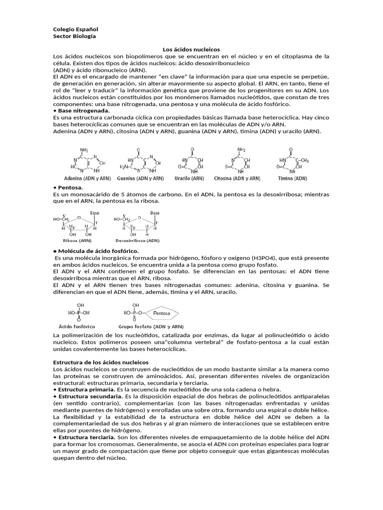 Estructura y función de ácidos nucleicos | PDF | Rna | Adn