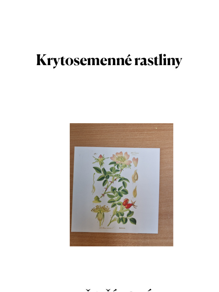 Krytosemenné Rastliny | PDF