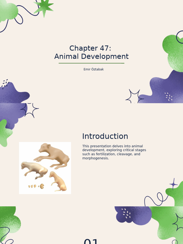 Animal Developmenttt | PDF | Developmental Biology | Embryo
