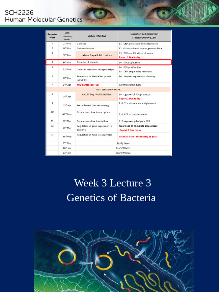 HMGL3GenetBacteria (C15) BB-2022 | PDF | Genetics | Plasmid