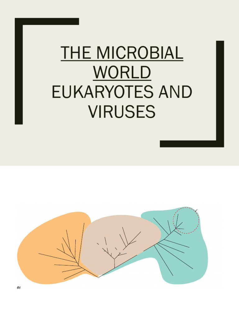 Microbial Diversity: Eukaryotes & Viruses | PDF | Virus | Bacteriophage